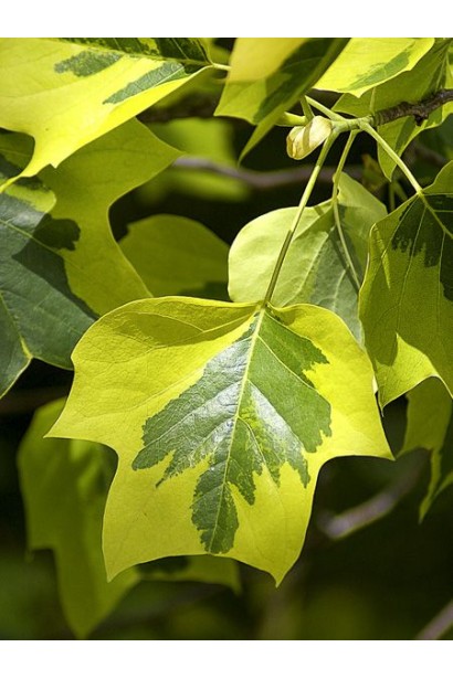 Ліріодендрон Ауреамаргіната з золотисто-окаймленим листям.